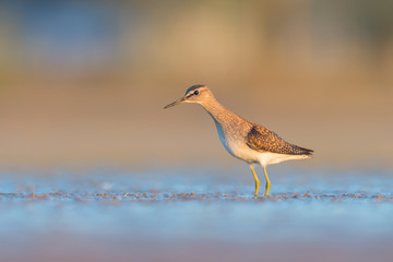 Wood sandpiper (Tringa glareola)