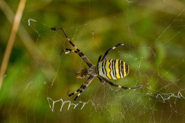 Wasp Spider, Wespenspinne
