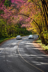 Driving through the tunnel of Wild Himalayan Cherry in Ang Khang, Chiang Mai, Thailand. Romantic road with Himalayan Sakura background.