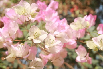 pink white bougainvillea flower