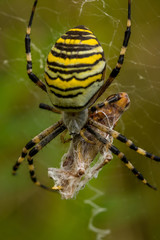 Wasp Spider, Wespenspinne
