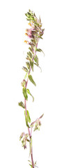 Red Bartsia (Odontites vulgaris) isolated on white background. Medicinal plant
