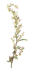 Flowers of mugwort or common wormwood (Artemisia vulgaris) isolated on white background. Medicinal plant
