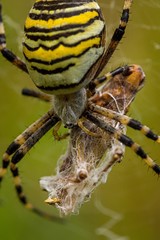 Wasp Spider, Wespenspinne