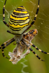 Wasp Spider, Wespenspinne