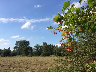 Naturlandschaft mit gemähter Wiese am Waldrand