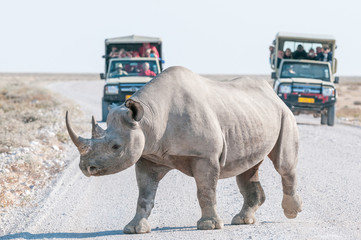 Fototapeta premium Black rhinoceros with safari vehicles with tourists in the back
