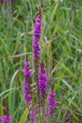 Purple marsh land flower with water reeds in the background blooming in late summer