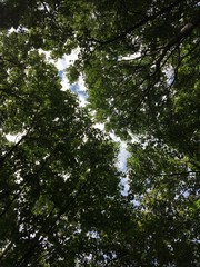 tree crown shyness