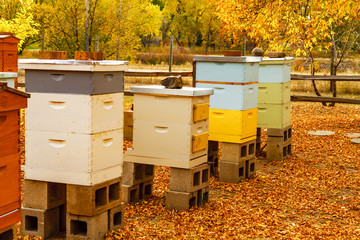 Aged Wooden Bee Hives in Autumn Setting