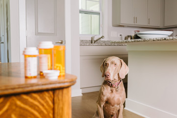 Dog waiting to take prescription medication pills