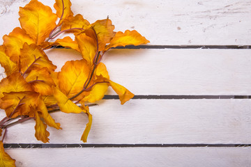 Bunte Herbstblätter