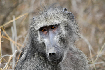 chacma babboon