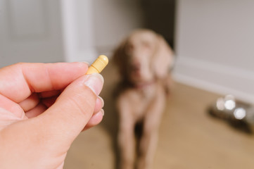 Dog waiting to take prescription medication pills