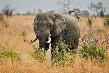 Obraz premium elephant