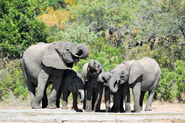 elephant