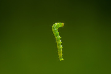 Raupe, hängen, kletter, grün