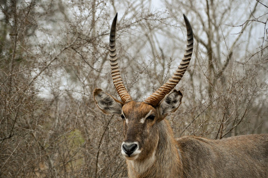 Waterbuck