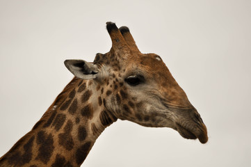 giraffe