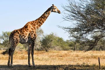 giraffe - 168531043