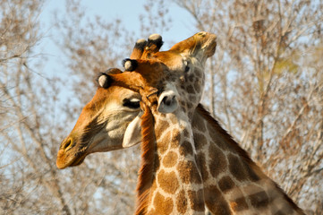 giraffe