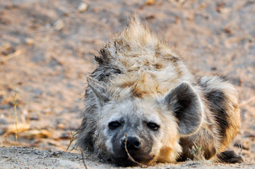 spotted hyena