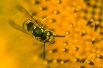 Summer, Sunflower, Sonnenblume, Blumen, Flowers