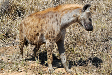 Naklejka na ściany i meble spotted hyena