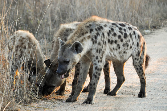 spotted hyena