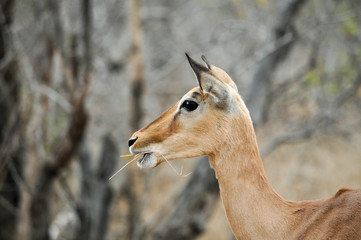 impala