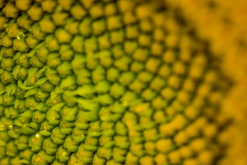 Summer, Sunflower, Sonnenblume, Blumen, Flowers