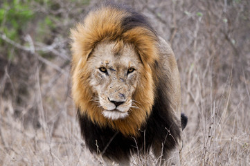 Fototapeta premium Lions