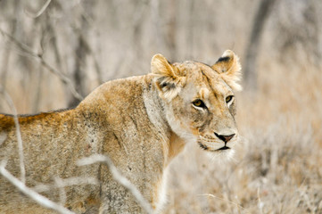 Lions