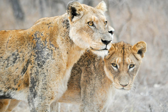 Lions