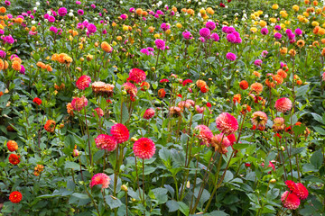 Bunte Dahlienblüten