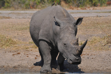 Obraz premium White rhino