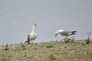 Adulte Mittelmeermöwen (Larus michahellis) im Brutkleid