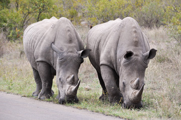 Fototapeta premium White rhino