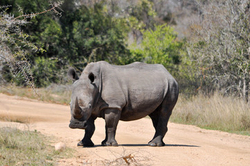 Obraz premium White rhino