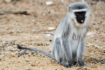 Obraz premium Vervet monkey