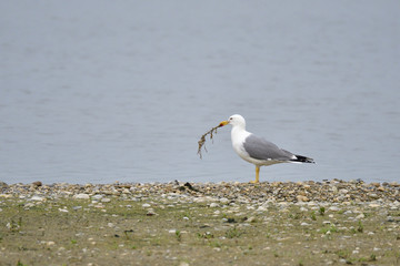 Adulte Mittelmeermöwen (Larus michahellis) im Brutkleid