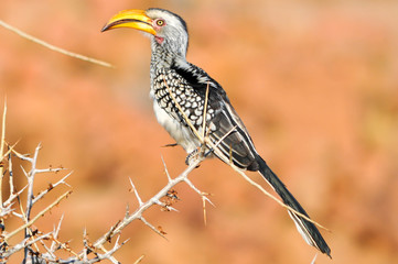 birds of africa
