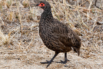 birds of africa