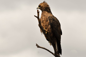 birds of africa