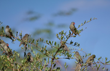 African quail finch