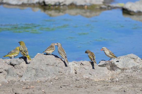 African quail finch