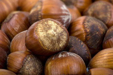 Haselnüsse