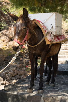 Packed mule on the stone stairs of the island of Alicudi.