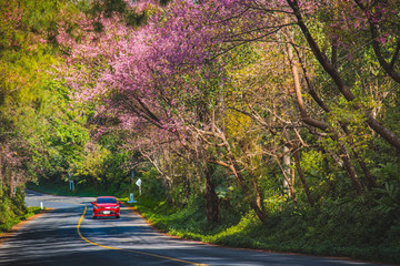 Driving through the tunnel of Wild Himalayan Cherry in Ang Khang, Chiang Mai, Thailand. Romantic road with Himalayan Sakura background.