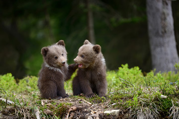 Fototapeta na wymiar Brown bear cub